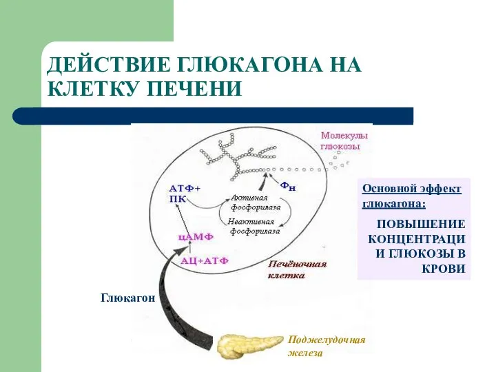 ДЕЙСТВИЕ ГЛЮКАГОНА НА КЛЕТКУ ПЕЧЕНИ Глюкагон Поджелудочная железа Основной эффект глюкагона: ПОВЫШЕНИЕ КОНЦЕНТРАЦИИ ГЛЮКОЗЫ В КРОВИ