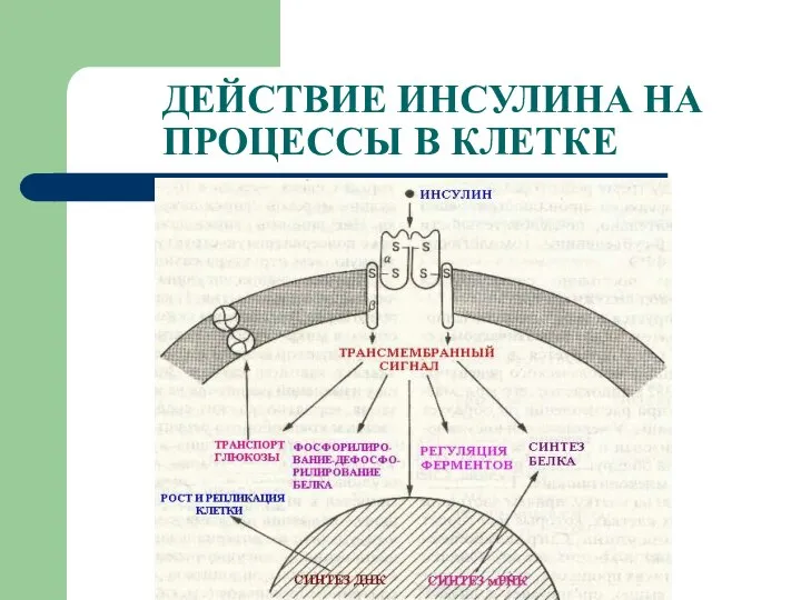 ДЕЙСТВИЕ ИНСУЛИНА НА ПРОЦЕССЫ В КЛЕТКЕ