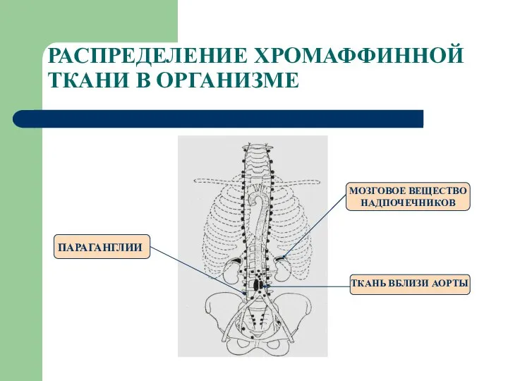 РАСПРЕДЕЛЕНИЕ ХРОМАФФИННОЙ ТКАНИ В ОРГАНИЗМЕ МОЗГОВОЕ ВЕЩЕСТВО НАДПОЧЕЧНИКОВ ПАРАГАНГЛИИ ТКАНЬ ВБЛИЗИ АОРТЫ