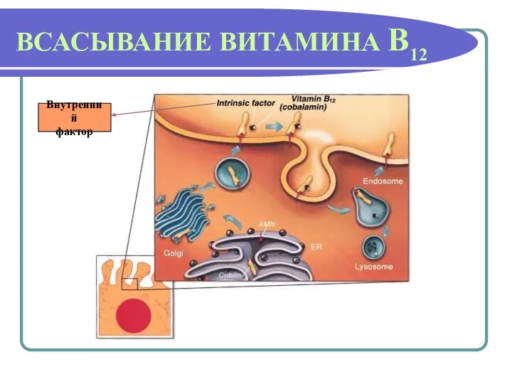 ВСАСЫВАНИЕ ВИТАМИНА В12 Внутренний фактор