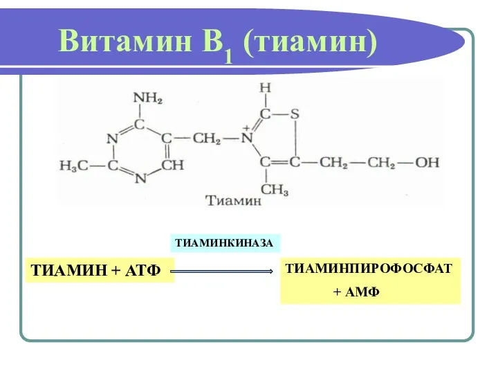 Витамин В1 (тиамин) ТИАМИН + АТФ ТИАМИНКИНАЗА ТИАМИНПИРОФОСФАТ + АМФ