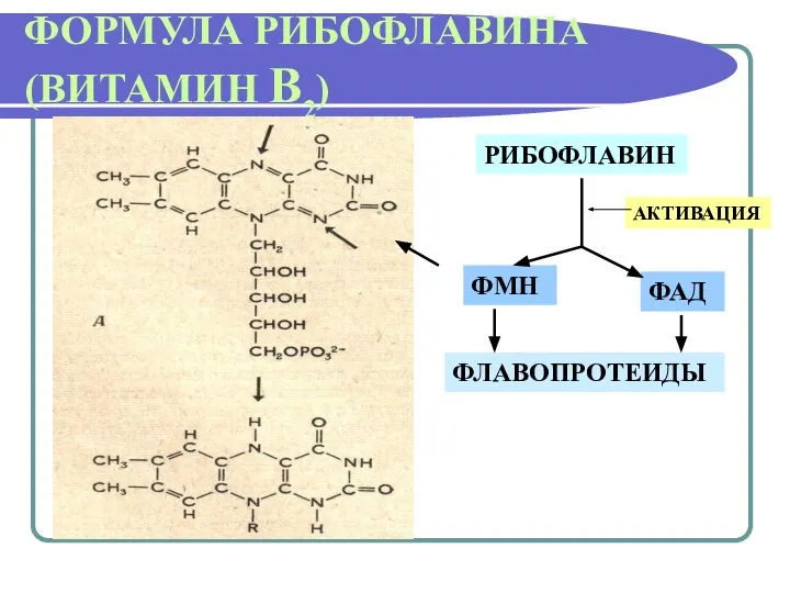 ФОРМУЛА РИБОФЛАВИНА (ВИТАМИН В2) РИБОФЛАВИН ФМН ФАД АКТИВАЦИЯ ФЛАВОПРОТЕИДЫ