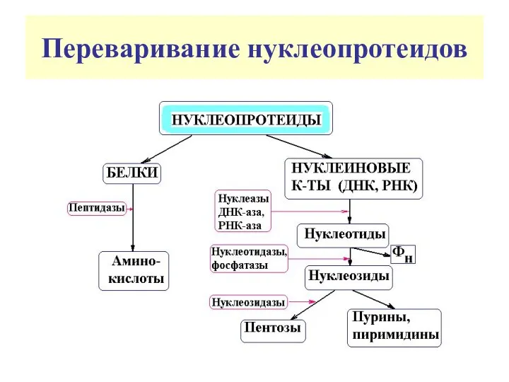 Переваривание нуклеопротеидов