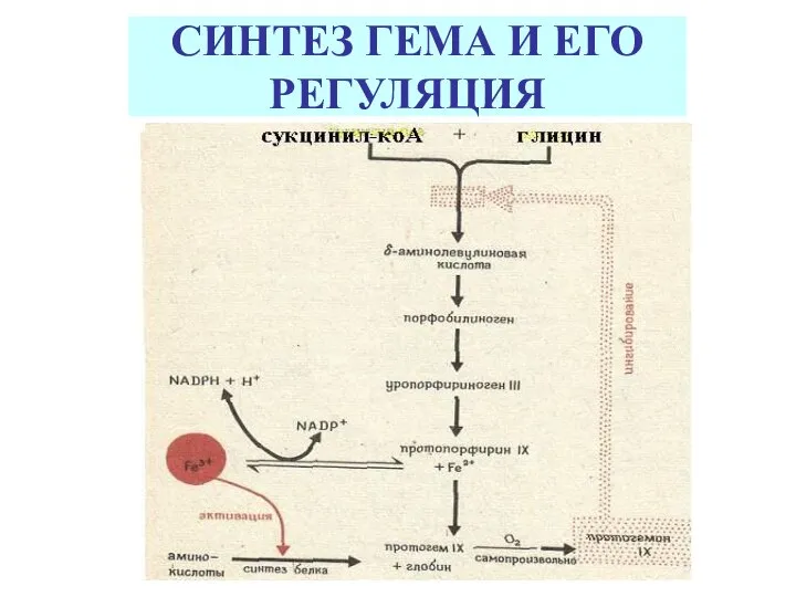 СИНТЕЗ ГЕМА И ЕГО РЕГУЛЯЦИЯ