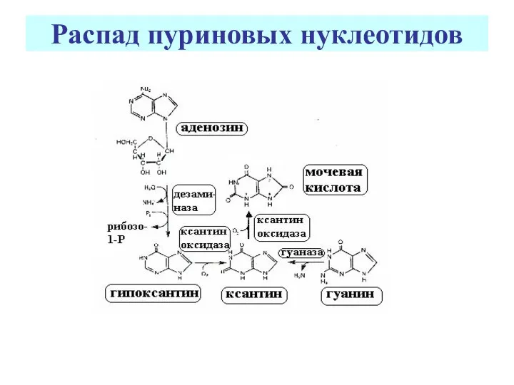 Распад пуриновых нуклеотидов