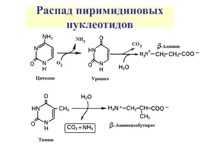 Распад пиримидиновых нуклеотидов