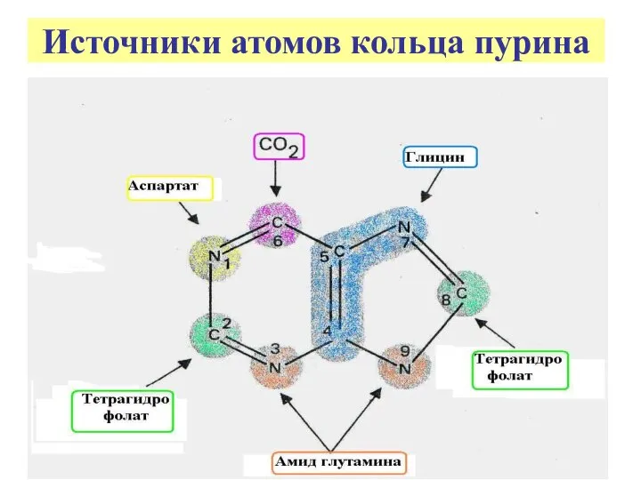 Источники атомов кольца пурина