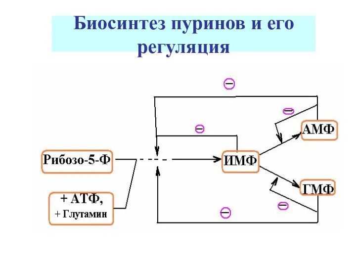 Биосинтез пуринов и его регуляция