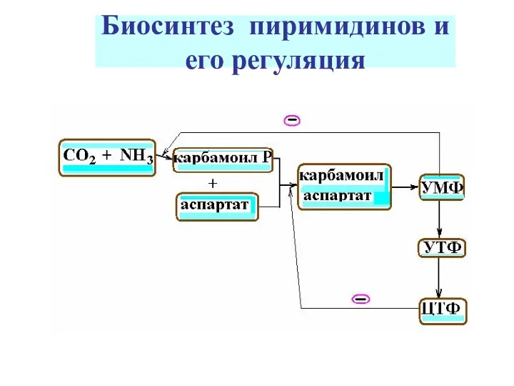 Биосинтез пиримидинов и его регуляция