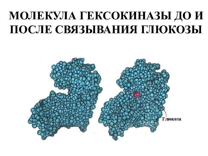 МОЛЕКУЛА ГЕКСОКИНАЗЫ ДО И ПОСЛЕ СВЯЗЫВАНИЯ ГЛЮКОЗЫ