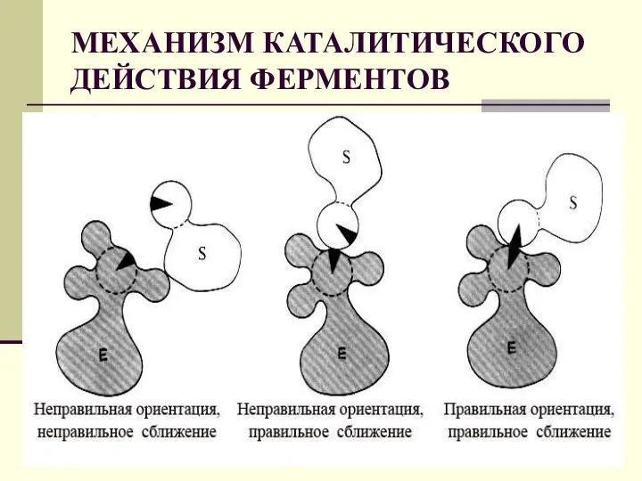 МЕХАНИЗМ КАТАЛИТИЧЕСКОГО ДЕЙСТВИЯ ФЕРМЕНТОВ