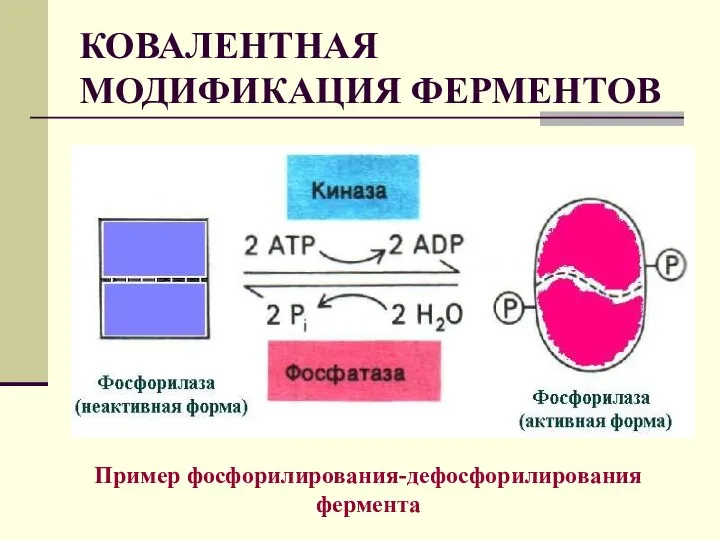 КОВАЛЕНТНАЯ МОДИФИКАЦИЯ ФЕРМЕНТОВ Пример фосфорилирования-дефосфорилирования фермента