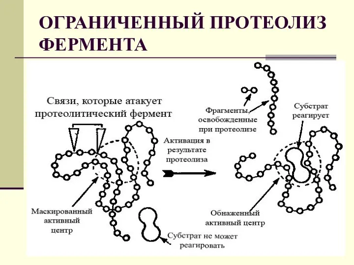 ОГРАНИЧЕННЫЙ ПРОТЕОЛИЗ ФЕРМЕНТА