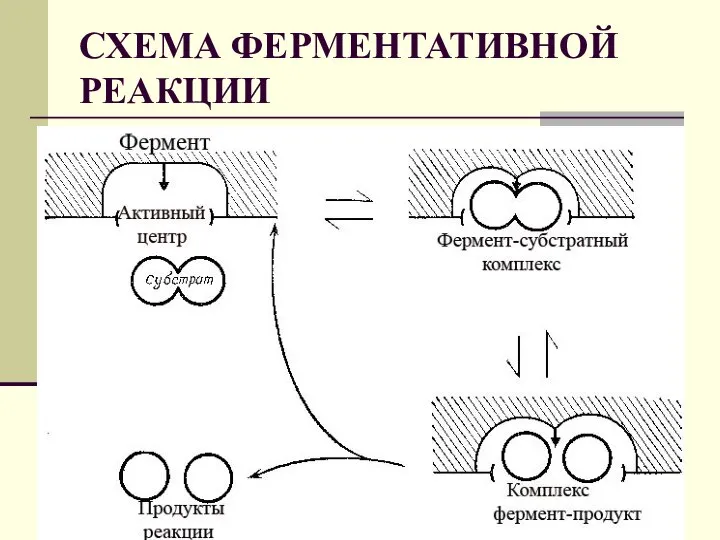 СХЕМА ФЕРМЕНТАТИВНОЙ РЕАКЦИИ