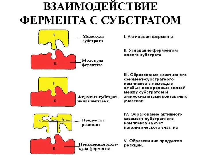 ВЗАИМОДЕЙСТВИЕ ФЕРМЕНТА С СУБСТРАТОМ