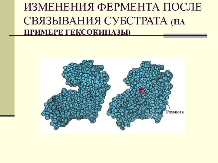 ИЗМЕНЕНИЯ ФЕРМЕНТА ПОСЛЕ СВЯЗЫВАНИЯ СУБСТРАТА (НА ПРИМЕРЕ ГЕКСОКИНАЗЫ)