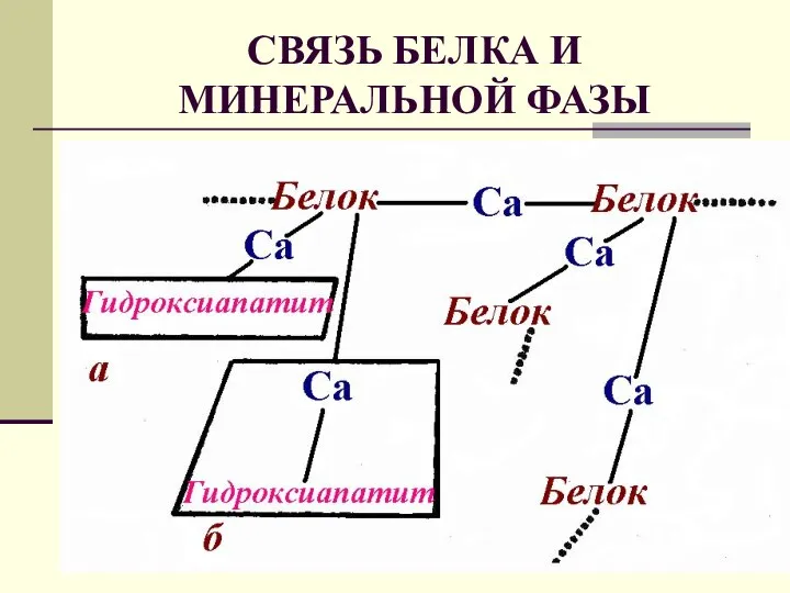 СВЯЗЬ БЕЛКА И МИНЕРАЛЬНОЙ ФАЗЫ