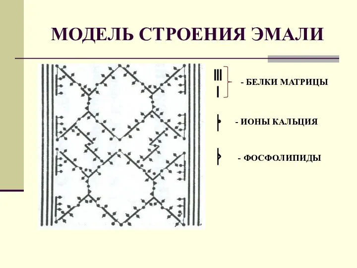 МОДЕЛЬ СТРОЕНИЯ ЭМАЛИ - БЕЛКИ МАТРИЦЫ - ИОНЫ КАЛЬЦИЯ - ФОСФОЛИПИДЫ