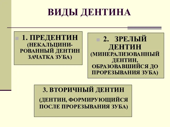 ВИДЫ ДЕНТИНА 1. ПРЕДЕНТИН (НЕКАЛЬЦИНИ-РОВАННЫЙ ДЕНТИН ЗАЧАТКА ЗУБА) 2. ЗРЕЛЫЙ ДЕНТИН