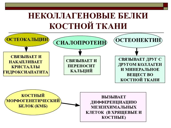 НЕКОЛЛАГЕНОВЫЕ БЕЛКИ КОСТНОЙ ТКАНИ ОСТЕОКАЛЬЦИН СИАЛОПРОТЕИН ОСТЕОНЕКТИН СВЯЗЫВАЕТ И НАКАПЛИВАЕТ КРИСТАЛЛЫ