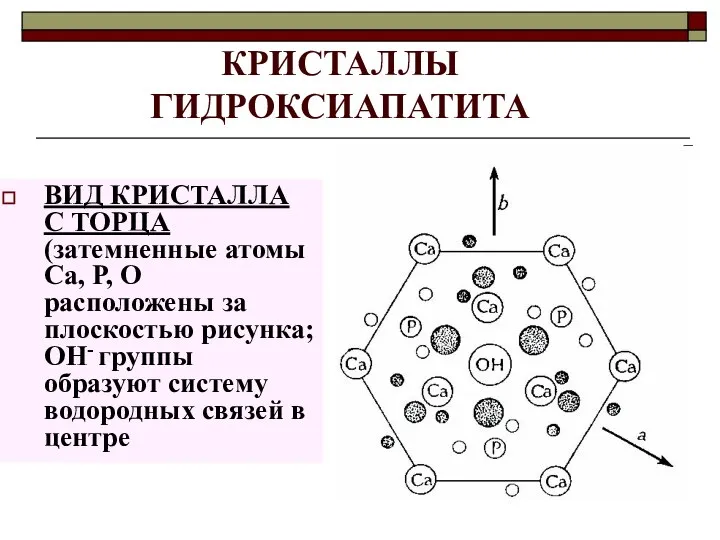 КРИСТАЛЛЫ ГИДРОКСИАПАТИТА ВИД КРИСТАЛЛА С ТОРЦА (затемненные атомы Ca, P, O