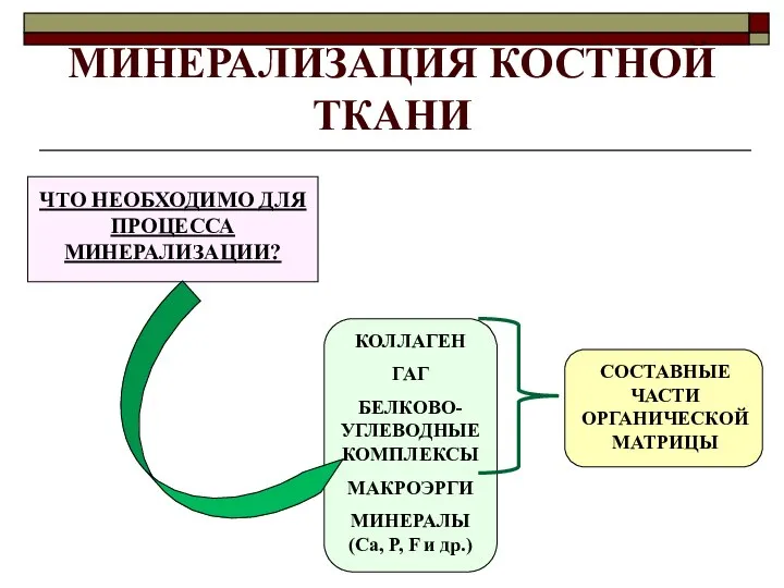 МИНЕРАЛИЗАЦИЯ КОСТНОЙ ТКАНИ ЧТО НЕОБХОДИМО ДЛЯ ПРОЦЕССА МИНЕРАЛИЗАЦИИ? КОЛЛАГЕН ГАГ БЕЛКОВО-УГЛЕВОДНЫЕ