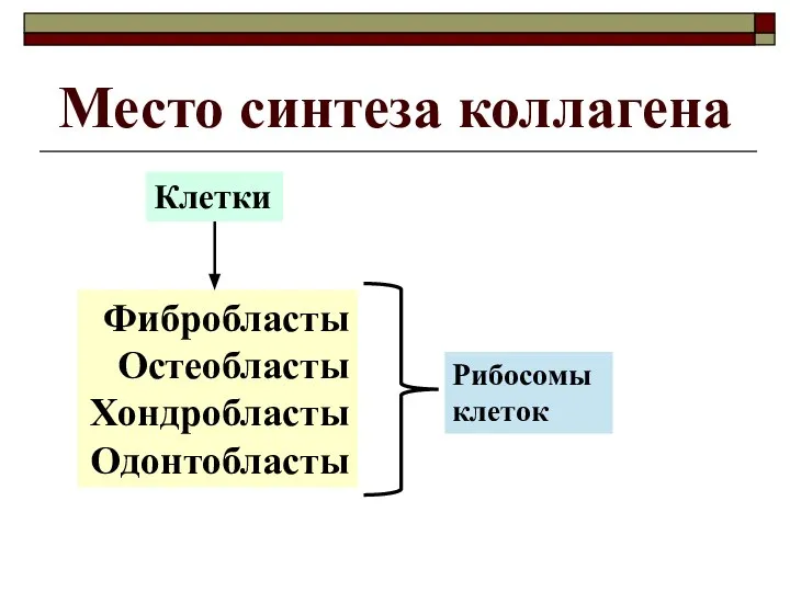 Место синтеза коллагена Фибробласты Остеобласты Хондробласты Одонтобласты Клетки Рибосомы клеток