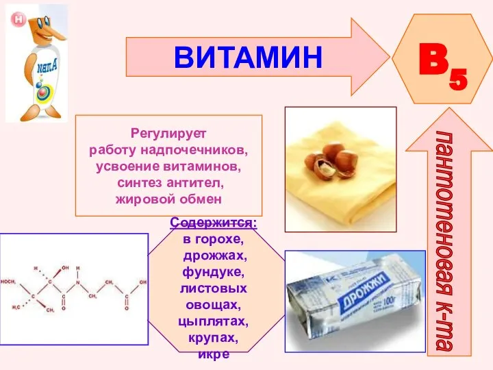 ВИТАМИН B5 пантотеновая к-та Регулирует работу надпочечников, усвоение витаминов, синтез антител,