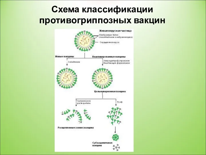 Схема классификации противогриппозных вакцин