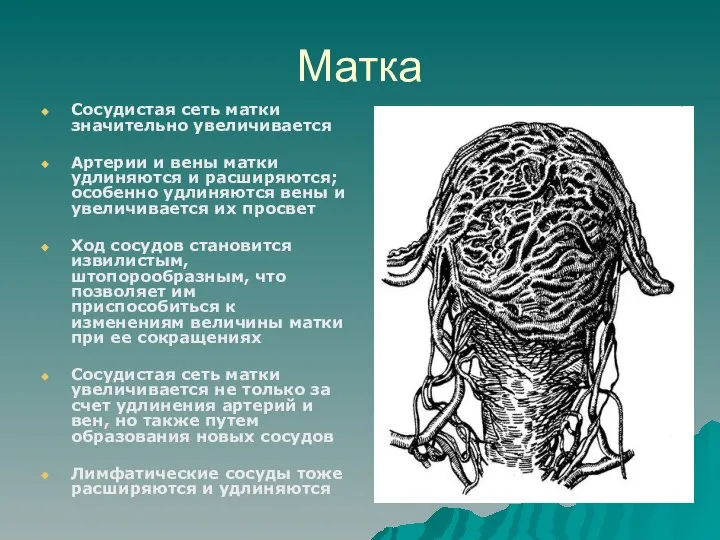 Матка Сосудистая сеть матки значительно увеличивается Артерии и вены матки удлиняются