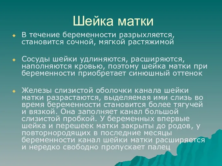 Шейка матки В течение беременности разрыхляется, становится сочной, мягкой растяжимой Сосуды