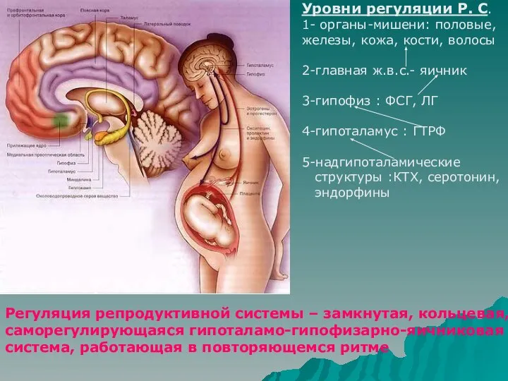 Уровни регуляции Р. С. 1- органы-мишени: половые, железы, кожа, кости, волосы