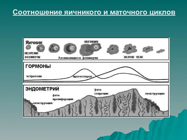 Соотношение яичникого и маточного циклов