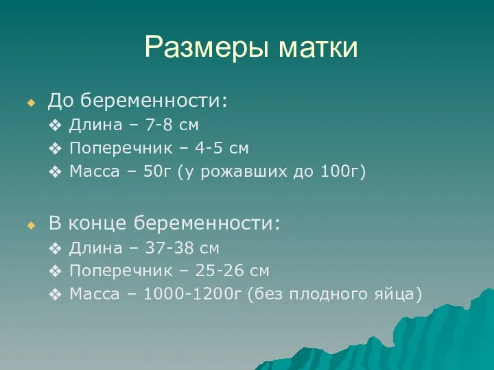 Размеры матки До беременности: Длина – 7-8 см Поперечник – 4-5