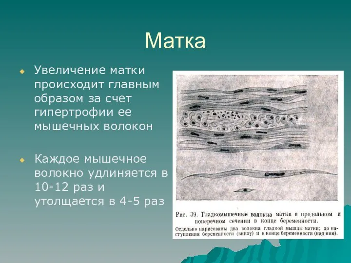 Матка Увеличение матки происходит главным образом за счет гипертрофии ее мышечных