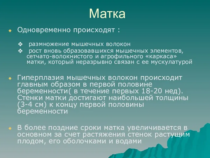 Матка Одновременно происходят : размножение мышечных волокон рост вновь образовавшихся мышечных