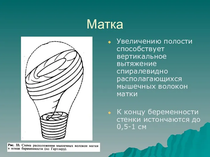 Матка Увеличению полости способствует вертикальное вытяжение спиралевидно располагающихся мышечных волокон матки