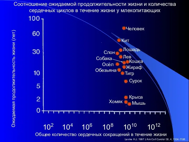 Ожидаемая продолжительность жизни (лет) Общее количество сердечных сокращений в течение жизни