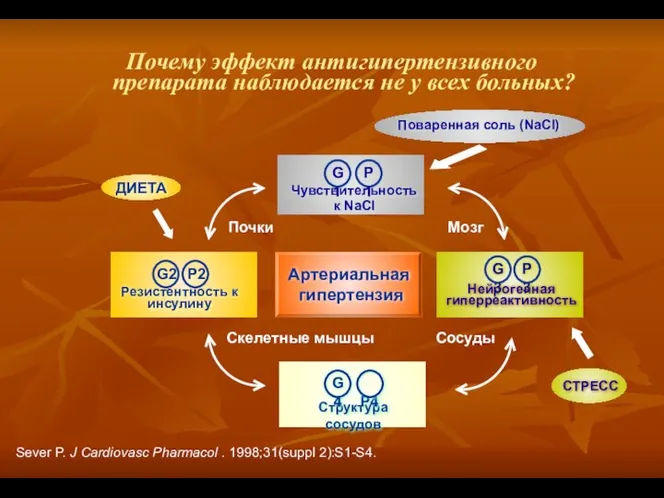 Sever P. J Cardiovasc Pharmacol . 1998;31(suppl 2):S1-S4. Сосуды Мозг Почки