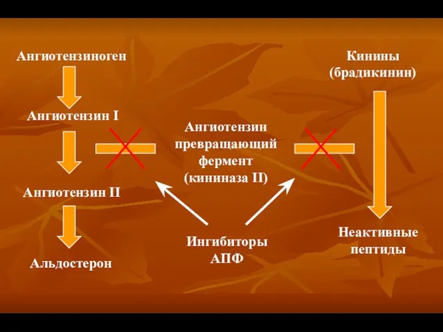 Ангиотензиноген Ангиотензин I Ангиотензин II Альдостерон Кинины (брадикинин) Ангиотензин превращающий фермент