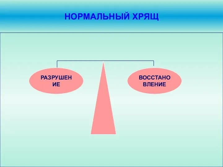 НОРМАЛЬНЫЙ ХРЯЩ ВОССТАНОВЛЕНИЕ РАЗРУШЕНИЕ