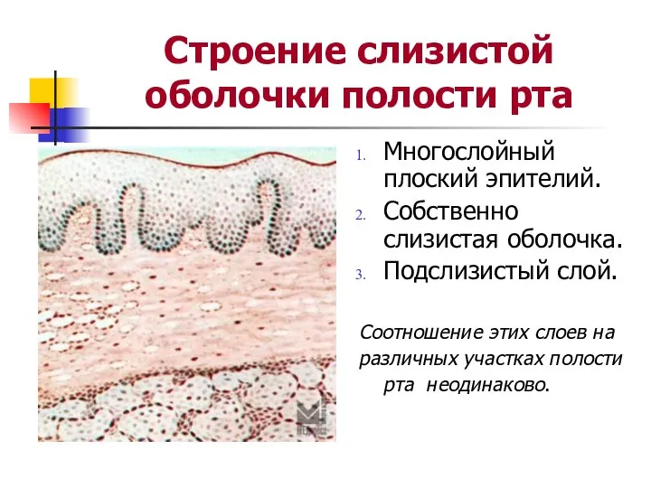 Строение слизистой оболочки полости рта Многослойный плоский эпителий. Собственно слизистая оболочка.