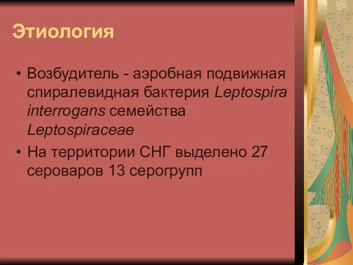 Этиология Возбудитель - аэробная подвижная спиралевидная бактерия Leptospira interrogans семейства Leptospiraceae