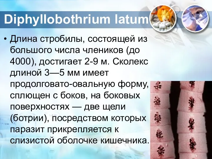 Diphyllobothrium latum Длина стробилы, состоящей из большого числа члеников (до 4000),