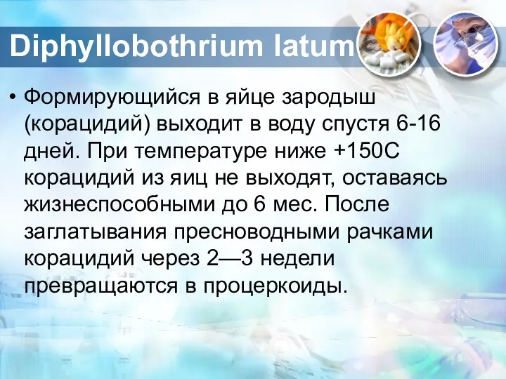 Формирующийся в яйце зародыш (корацидий) выходит в воду спустя 6-16 дней.