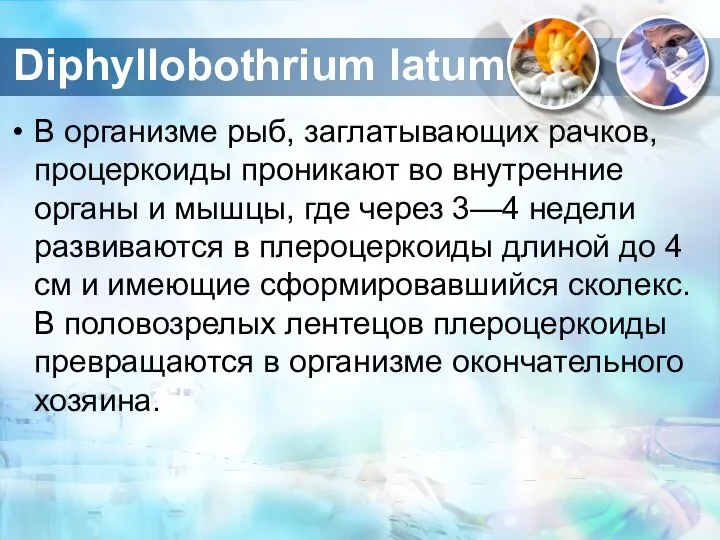 В организме рыб, заглатывающих рачков, процеркоиды проникают во внутренние органы и