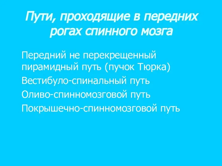 Пути, проходящие в передних рогах спинного мозга Передний не перекрещенный пирамидный