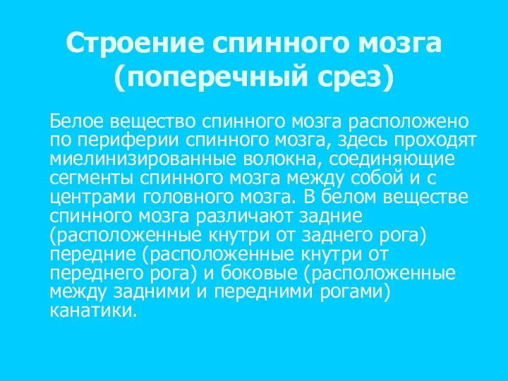 Строение спинного мозга (поперечный срез) Белое вещество спинного мозга расположено по