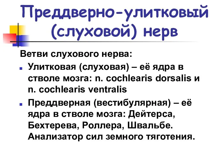 Преддверно-улитковый (слуховой) нерв Ветви слухового нерва: Улитковая (слуховая) – её ядра