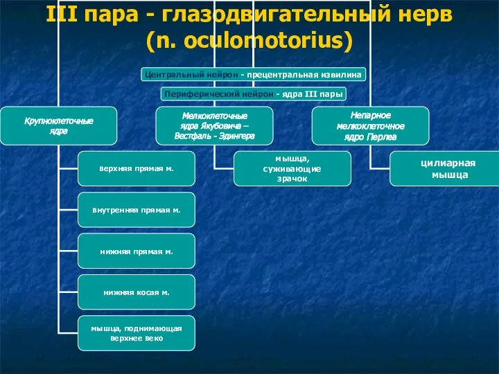 III пара - глазодвигательный нерв (n. oculomotorius)